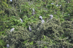 Ardea herodias fannini