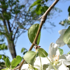 Malus mandshurica