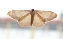 Idaea politaria