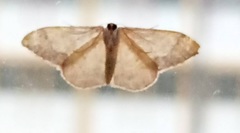 Idaea politaria