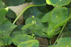 Hydrocotyle prolifera