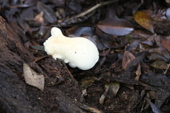 Leucopaxillus cerealis