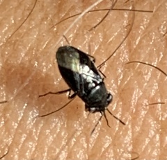 Geocoris uliginosus