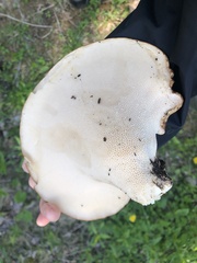 Cerioporus squamosus