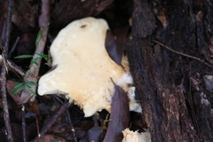 Leucopaxillus cerealis