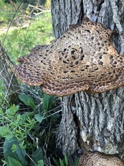 Cerioporus squamosus