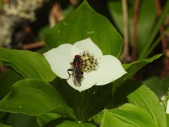 Hammerschmidtia rufa