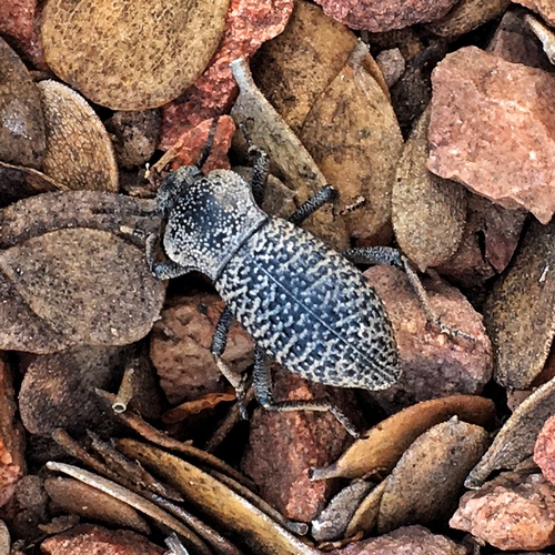 Black Death-feigning Beetle