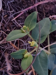 Euphorbia ocellata ocellata