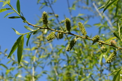 Salix pierotii