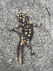 Paramesotriton hongkongensis