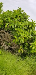 Ficus altissima