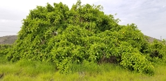 Ficus altissima