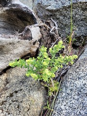 Galium serpenticum