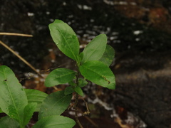 Ageratina tinifolia