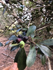Sapotaceae