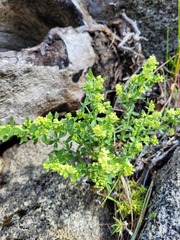 Galium serpenticum
