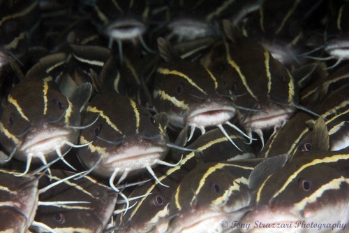 Striped Eel Catfish