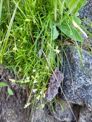 Silene douglasii rupinae