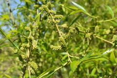 Salix pierotii
