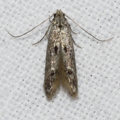 Blastodacna