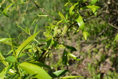 Salix pierotii