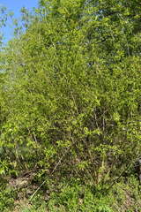 Salix pierotii