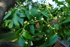 Phylloxera notabilis