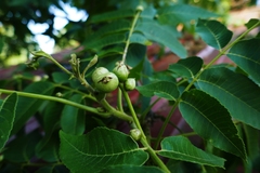 Phylloxera notabilis