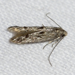 Blastodacna