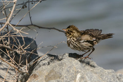 Passerculus sandwichensis beldingi