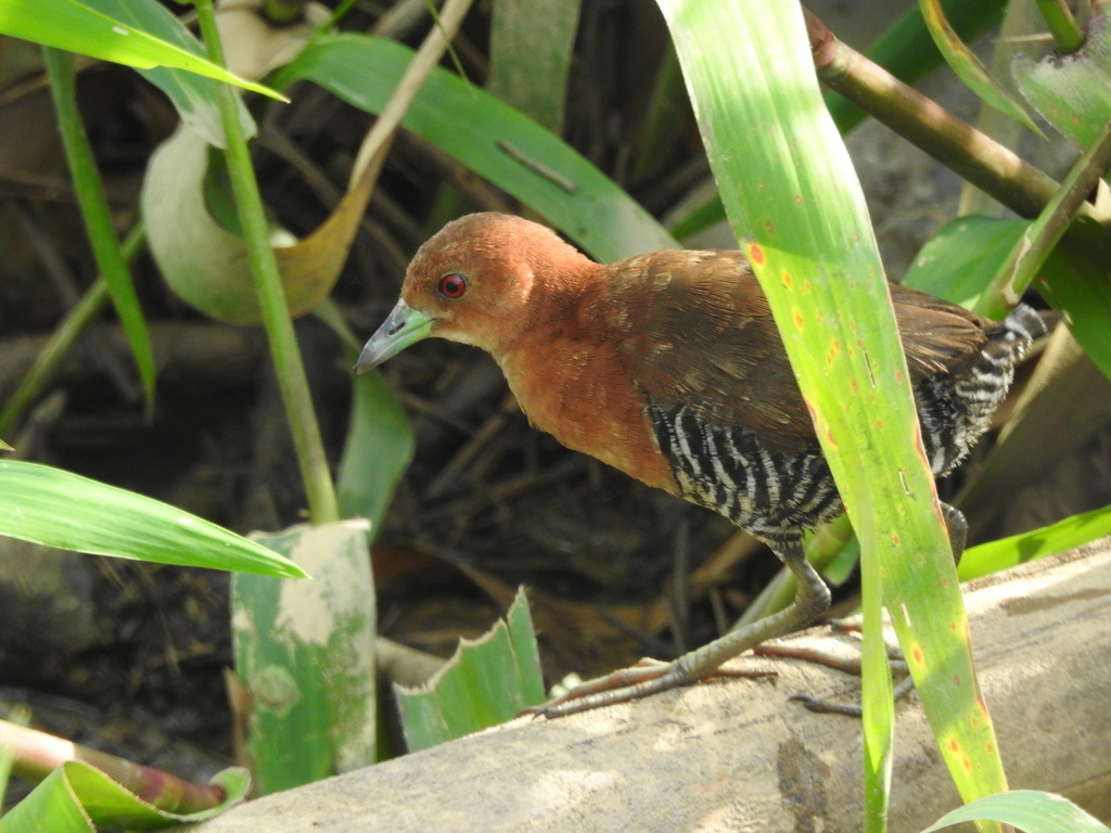 Polluela Carrasqueadora, Laterallus albigularis