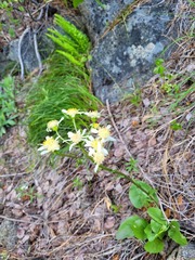 Senecio integerrimus ochroleucus