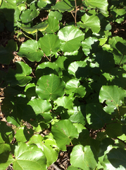 Cercis canadensis texensis