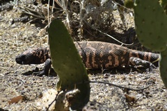 Heloderma suspectum suspectum