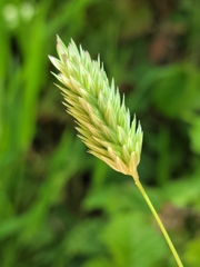 Phalaris californica