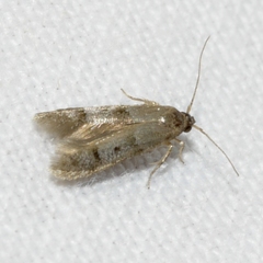 Blastodacna