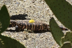 Heloderma suspectum suspectum