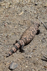 Heloderma suspectum suspectum