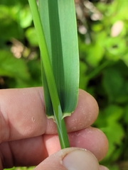 Phalaris californica