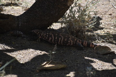 Heloderma suspectum suspectum