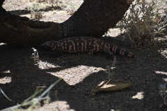 Heloderma suspectum suspectum