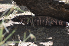 Heloderma suspectum suspectum