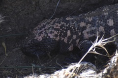 Heloderma suspectum suspectum