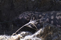 Heloderma suspectum suspectum