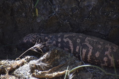 Heloderma suspectum suspectum