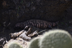 Heloderma suspectum suspectum