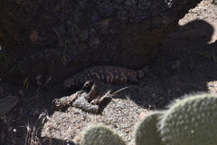 Heloderma suspectum suspectum