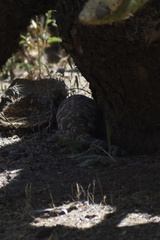 Heloderma suspectum suspectum