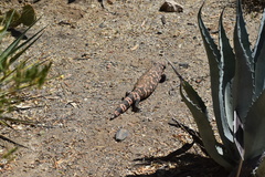 Heloderma suspectum suspectum